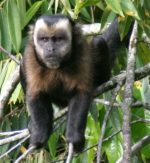 Brown Capuchin Monkey