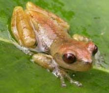 Hyla antoniiochoai