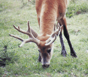Marsh Deer