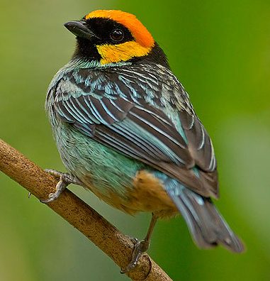 Saffron-crowned Tanager