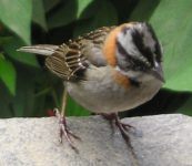 Rufous-collared Sparrow